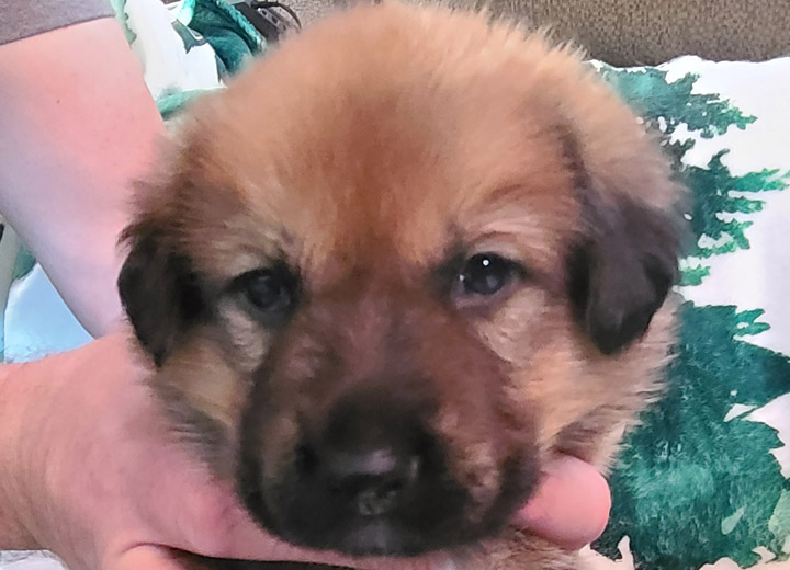 chinook puppy